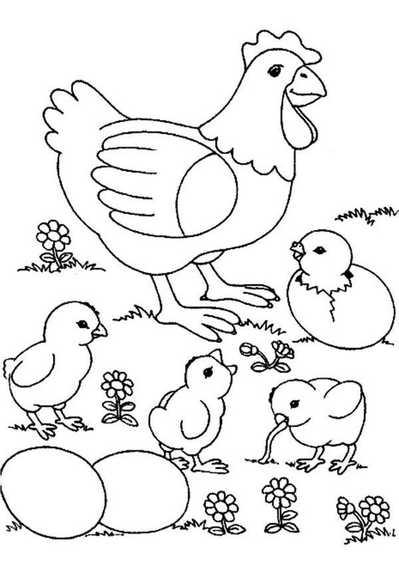 √ Gambar Mewarnai Ayam Untuk Anak TK,SD dan PAUD