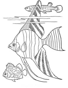 5.Gambar Mewarnai Ikan