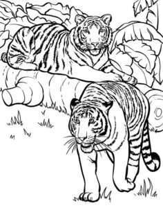 7.Gambar Mewarnai Harimau