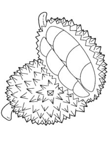 1.Gambar Mewarnai Buah Durian