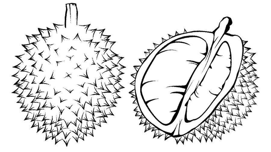  Gambar  Mewarnai Buah  Durian Pintar Mewarnai