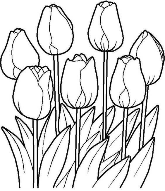 √ Gambar Mewarnai Bunga Tulip Untuk Anak