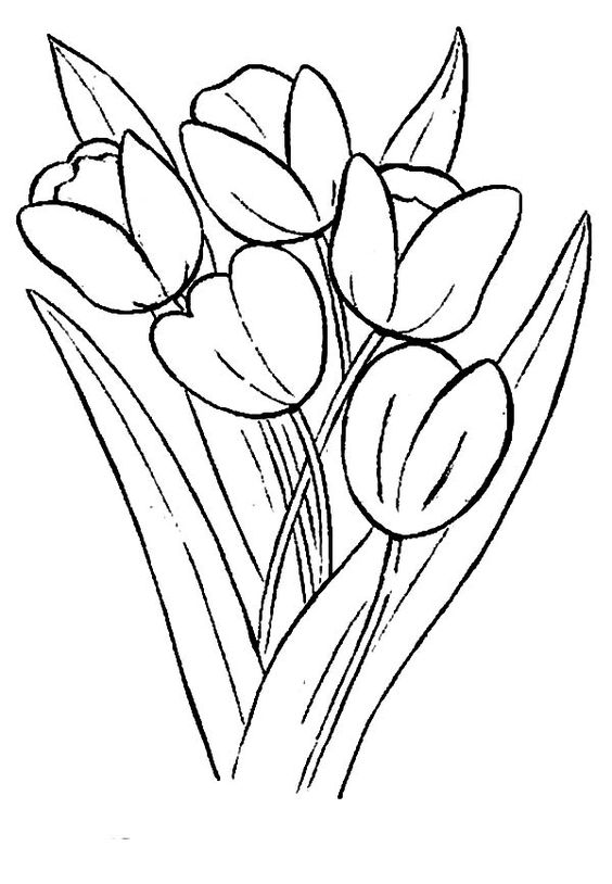 Gambar Mewarnai Bunga Tulip – Pintar Mewarnai