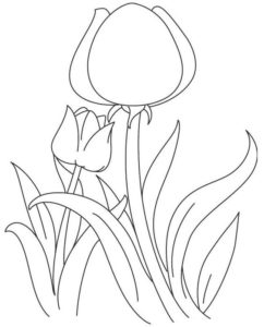 9.Gambar Mewarnai Bunga Tulip